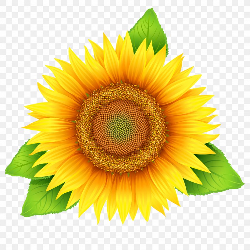 Vector Graphics Stock Photography Clip Art Illustration Royalty-free, PNG, 2048x2048px, Stock Photography, Close Up, Common Sunflower, Daisy Family, Flower Download Free