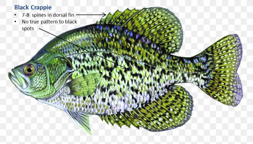Black Crappie White Crappie Rainbow Trout Largemouth Bass, PNG, 938x535px, Black Crappie, Bass, Bluegill, Channel Catfish, Crappie Download Free