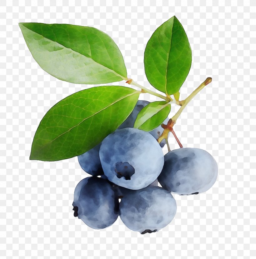 Blueberry Pie Bilberry Berries Smoothie, PNG, 989x1000px, Blueberry, Arando, Arctostaphylos, Berries, Berry Download Free