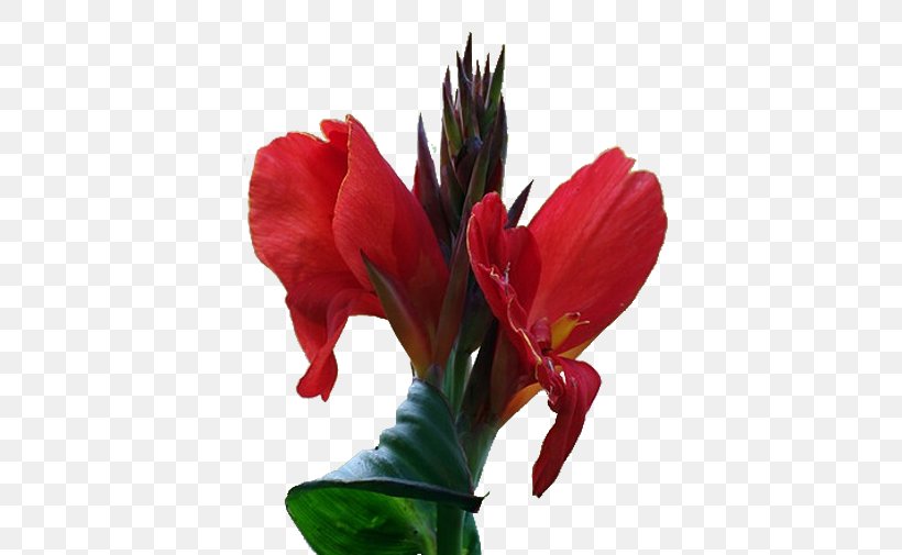 Canna Flower, PNG, 563x505px, Canna, Alstroemeriaceae, Amaryllis Belladonna, Artificial Flower, Canna Family Download Free