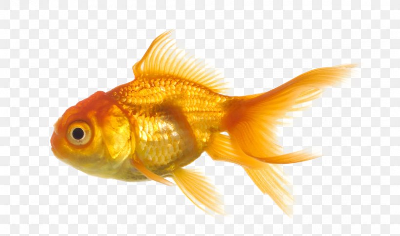 Goldfish, PNG, 1160x686px, Goldfish, Bony Fish, Display Resolution, Fin, Fish Download Free