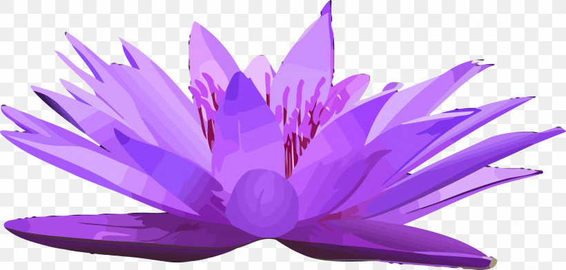 Lotus Flower, PNG, 3395x1627px, Lotus, Aquatic Plant, Flower, Lavender, Lilac Download Free