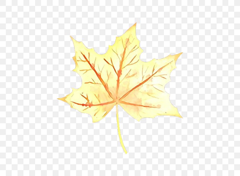 Maple Leaf, PNG, 600x600px, Cartoon, Black Maple, Deciduous, Flowering Plant, Leaf Download Free