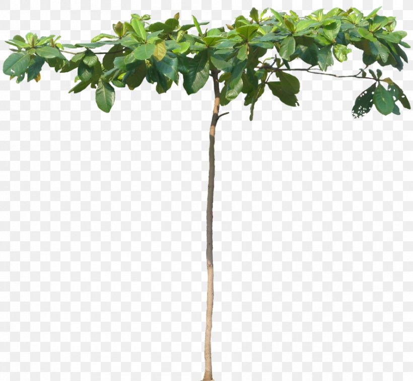 Populus Nigra Tree Indian-almond Clip Art, PNG, 888x821px, Populus Nigra, Branch, Combretaceae, Computer Software, Cordia Sebestena Download Free