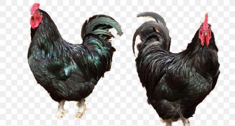 Rooster Ayam Cemani Silkie Java Chicken Broiler, PNG, 891x481px, Rooster, Ayam Cemani, Bantam, Beak, Bird Download Free