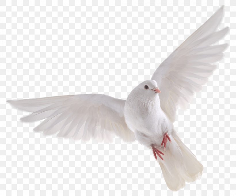 Bird Domestic Pigeon Columbidae, PNG, 1000x831px, Bird, Beak, Bird Flight, Feather, Flight Download Free