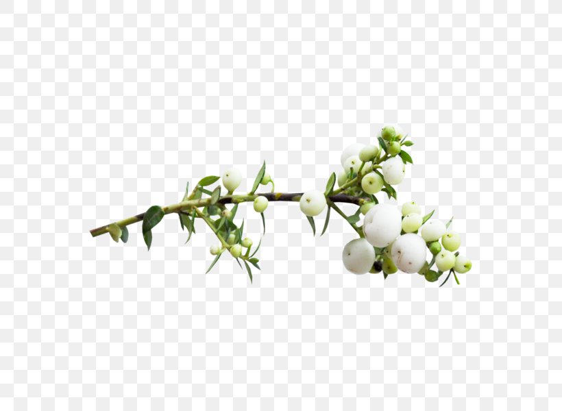 Flowers Background, PNG, 800x600px, Berries, Autumn, Berry, Beste, Branch Download Free