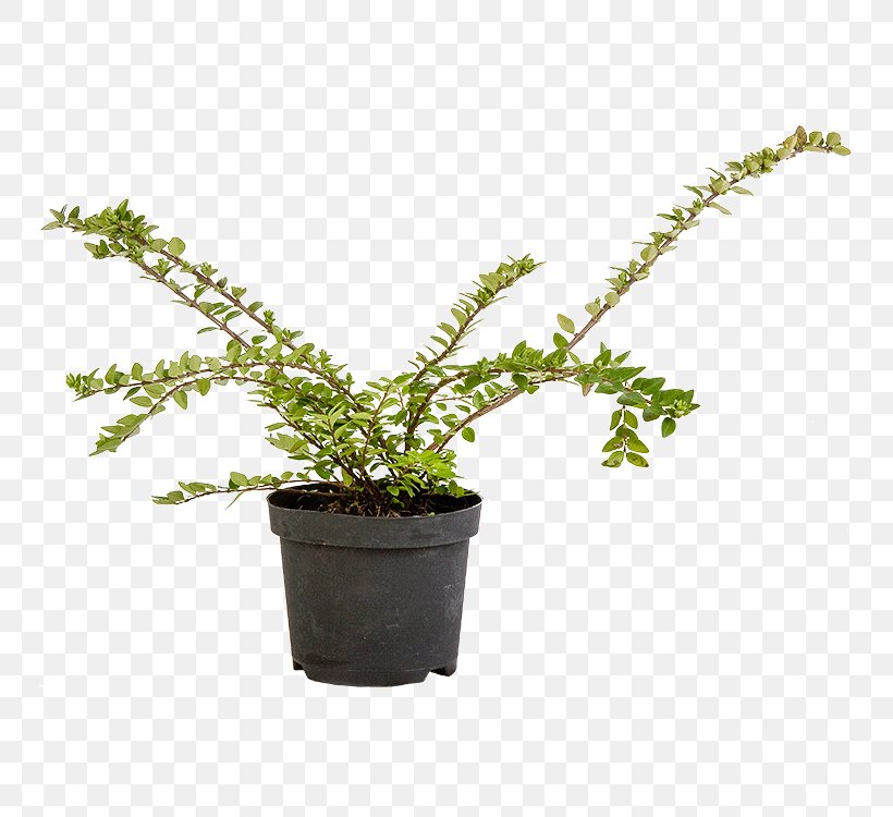 Lonicera Nitida Flowerpot Shrub Evergreen Houseplant, PNG, 750x750px, Lonicera Nitida, Centimeter, Evergreen, Flowerpot, Garden Centre Download Free