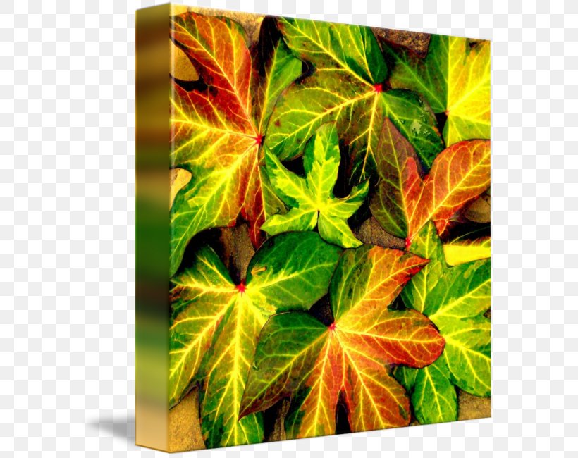 Photograph Art Canvas Maurisca Imagekind, PNG, 589x650px, Art, Autumn, Canvas, Digital Art, Imagekind Download Free
