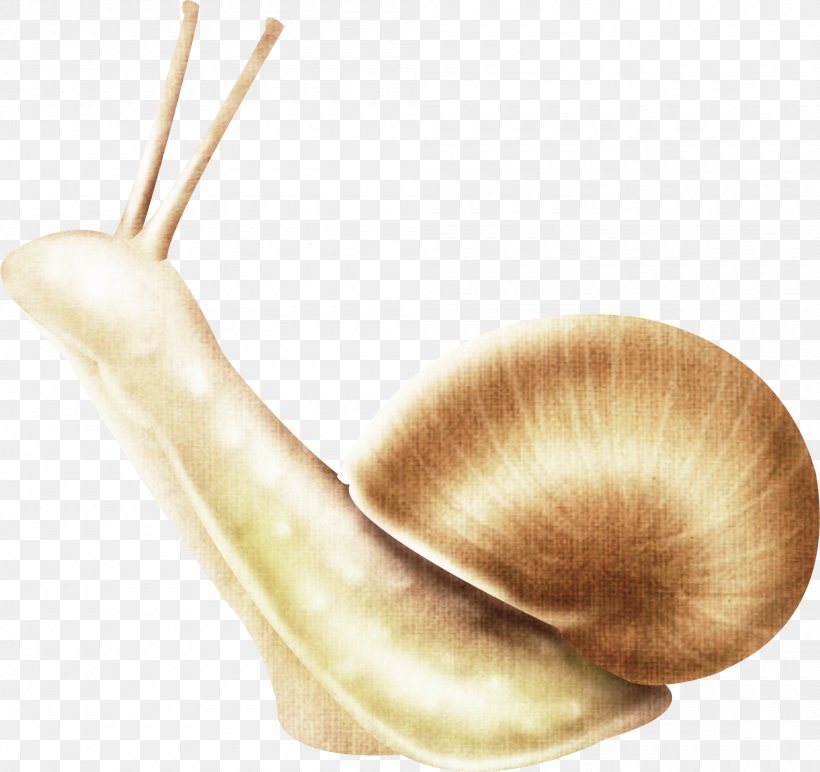 Snail Insect Gastropods Slug Clip Art, PNG, 2000x1884px, Snail, Animal, Butterflies And Moths, Computer, Digital Image Download Free