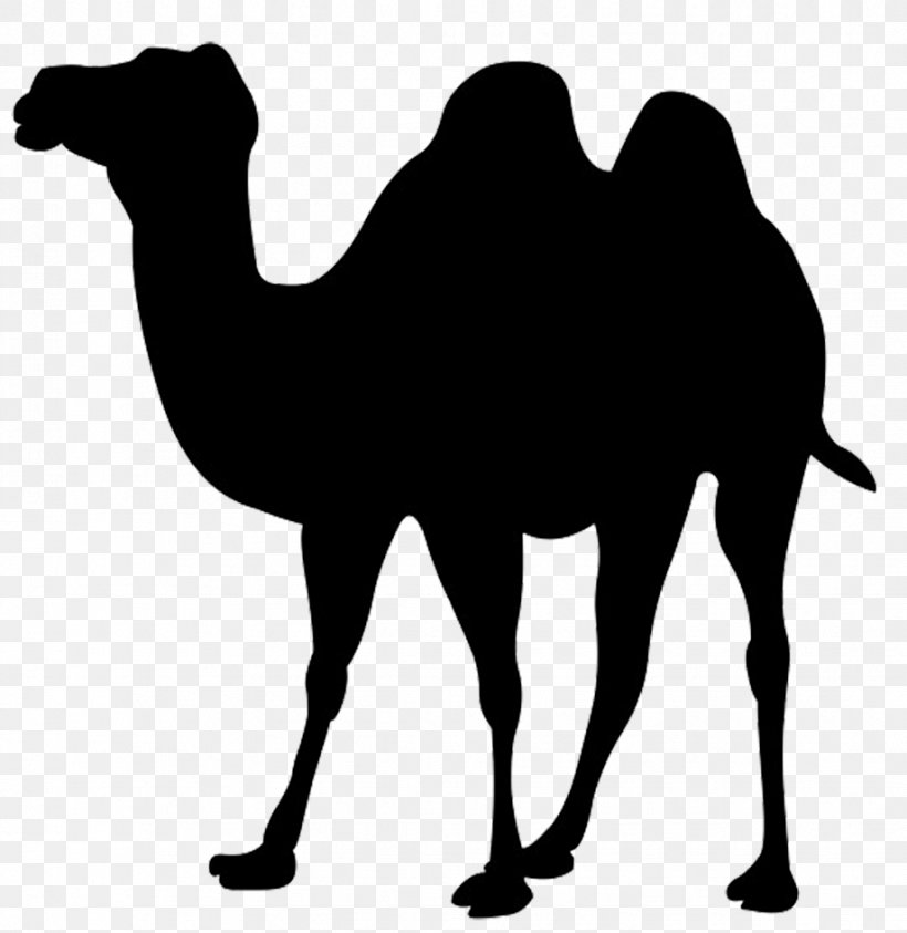 Bactrian Camel Dromedary Clip Art, PNG, 919x945px, Bactrian Camel, Arabian Camel, Black And White, Camel, Camel Like Mammal Download Free