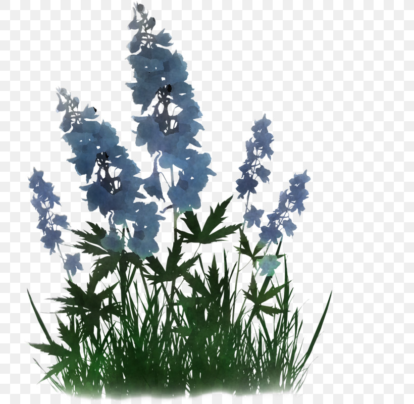 Flower Plant Grass Delphinium Monkshood, PNG, 800x800px, Flower, Delphinium, Grass, Hyssopus, Monkshood Download Free