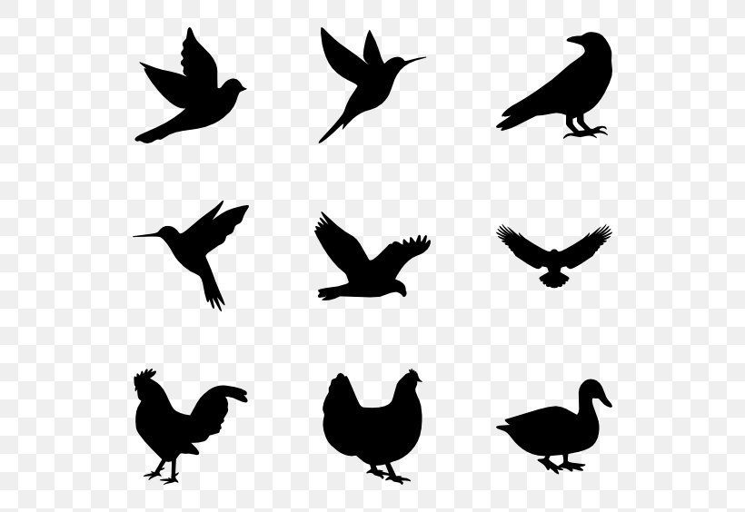 Bird, PNG, 600x564px, Bird, Beak, Black And White, Ducks Geese And Swans, Fauna Download Free