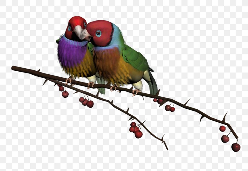 Lovebird Wish Clip Art Morning, PNG, 800x566px, Bird, Beak, Branch, Common Pet Parakeet, Day Download Free