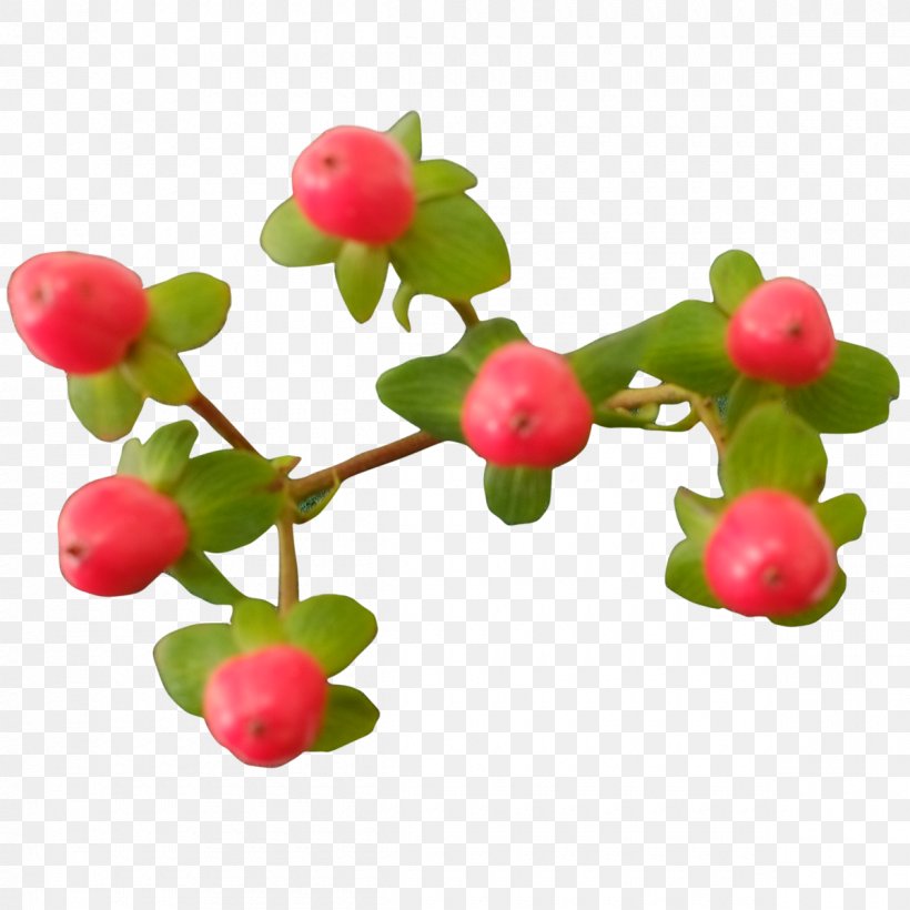 Pink Peppercorn Food Lingonberry Fruit, PNG, 1200x1200px, Pink Peppercorn, Acerola Family, Barbados Cherry, Berry, Cherry Download Free