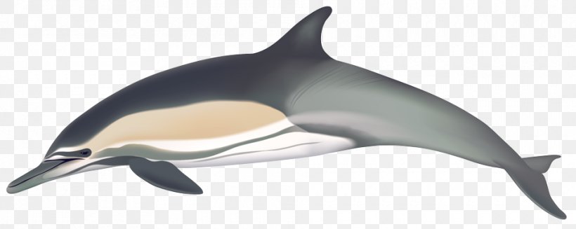 Short-beaked Common Dolphin White-beaked Dolphin Common Bottlenose Dolphin Long-beaked Common Dolphin, PNG, 960x383px, Shortbeaked Common Dolphin, Animal Figure, Beak, Bottlenose Dolphin, Cetaceans Download Free