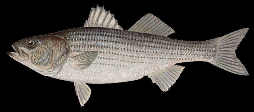 Striped Bass Printing Printmaking Art, PNG, 1144x508px, Striped Bass, Animal Figure, Art, Bass, Bony Fish Download Free