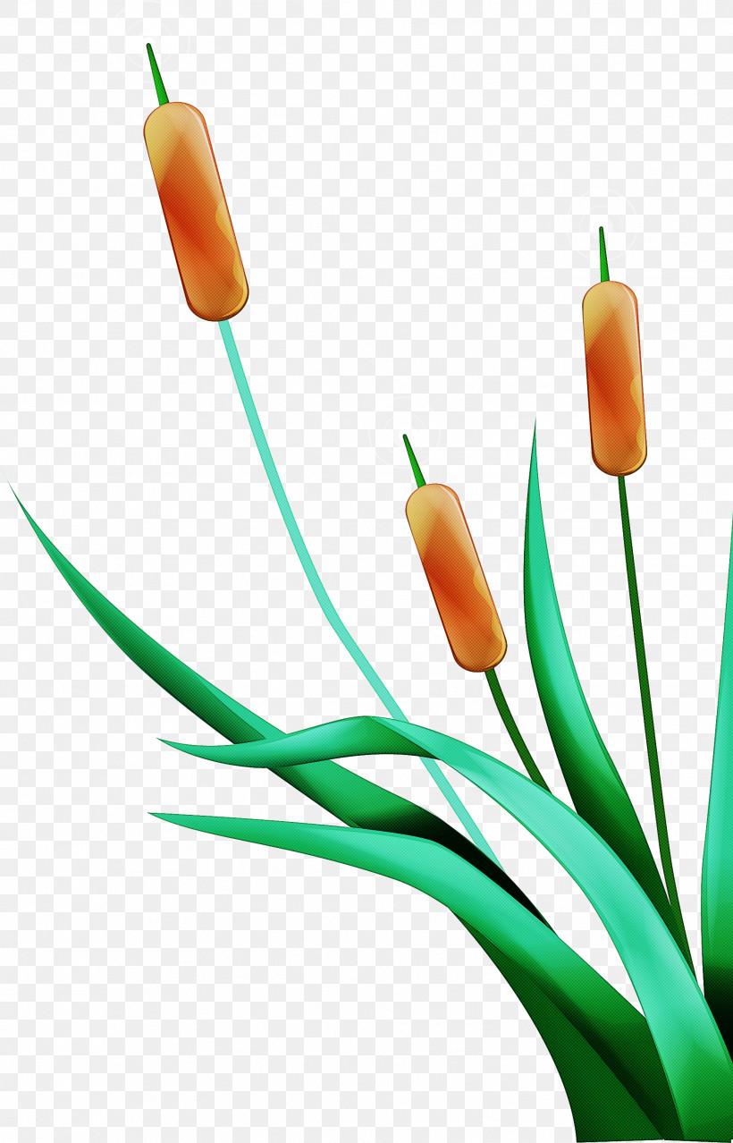 Plant Cable, PNG, 1861x2901px, Plant, Cable Download Free