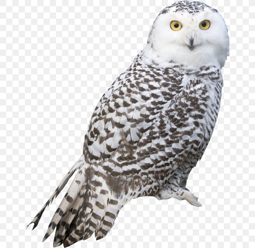 Snowy Owl Bird, PNG, 658x800px, Snowy Owl, Barn Owl, Barred Owl, Beak, Bird Download Free