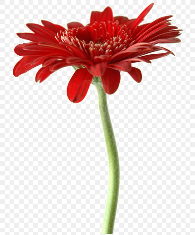 Transvaal Daisy Floristry Cut Flowers Artificial Flower, PNG, 720x991px, Transvaal Daisy, Artificial Flower, Cut Flowers, Daisy Family, Floristry Download Free