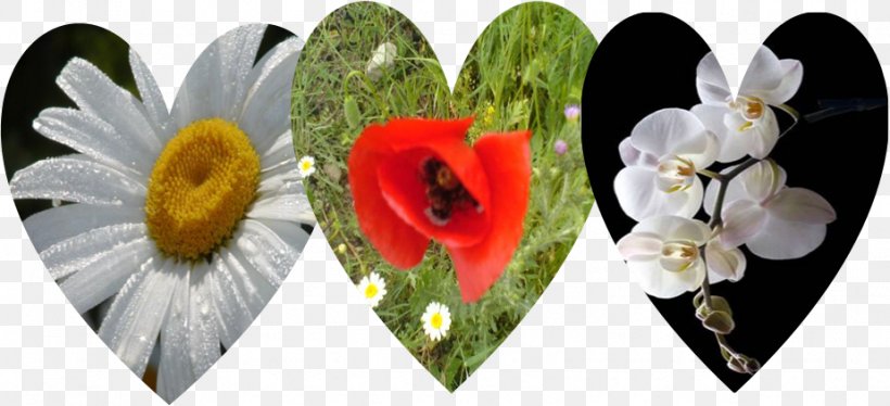 Allah Love Floral Design Flower Throne Of God, PNG, 925x422px, Allah, Akhirah, Allahu, Cut Flowers, Death Download Free