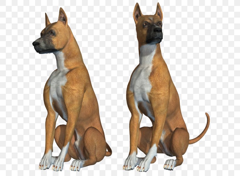 Ancient Dog Breeds New Guinea Singing Dog Pariah Dog, PNG, 669x600px, Dog Breed, Ancient Dog Breeds, Breed, Carnivoran, Crossbreed Download Free
