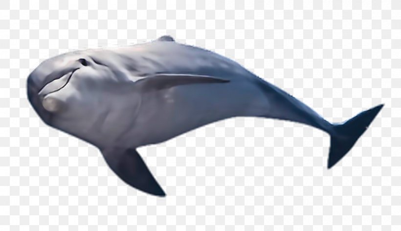 Common Bottlenose Dolphin Shark Cetaceans Fish, PNG, 1000x576px, Common Bottlenose Dolphin, Bottlenose Dolphin, Cetaceans, Dolphin, Fauna Download Free