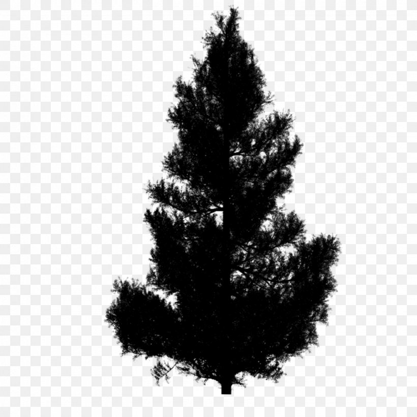 Spruce Clip Art Christmas Tree Fir, PNG, 1560x1560px, Spruce, American Larch, Balsam Fir, Black White M, Branch Download Free