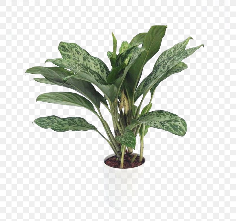 Succulent Plant Leaf Organza Plant Stem Sisal, PNG, 768x768px, Succulent Plant, Alismatales, Aloes, Anthurium, Arum Family Download Free