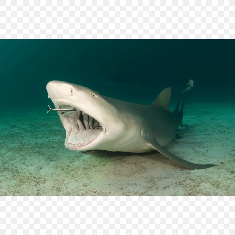 Tiger Shark Great White Shark Lemon Shark Remora, PNG, 1024x1024px, Tiger Shark, Apex Predator, Canvas Print, Carcharhiniformes, Cartilaginous Fish Download Free