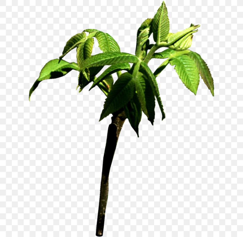 Tree Leaf Nature Branch Chestnut, PNG, 628x800px, Tree, Branch, Buckeyes, Chestnut, Flowerpot Download Free