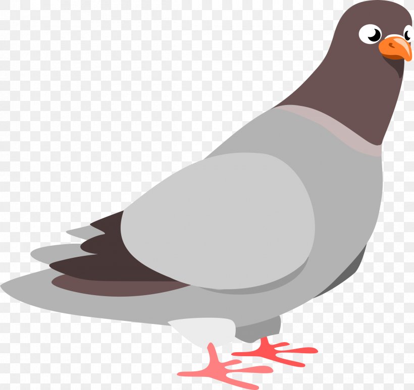 Homing Pigeon Fantail Pigeon Columbidae Clip Art, PNG, 2400x2263px, Homing Pigeon, Beak, Bird, Clay Pigeon Shooting, Columbidae Download Free