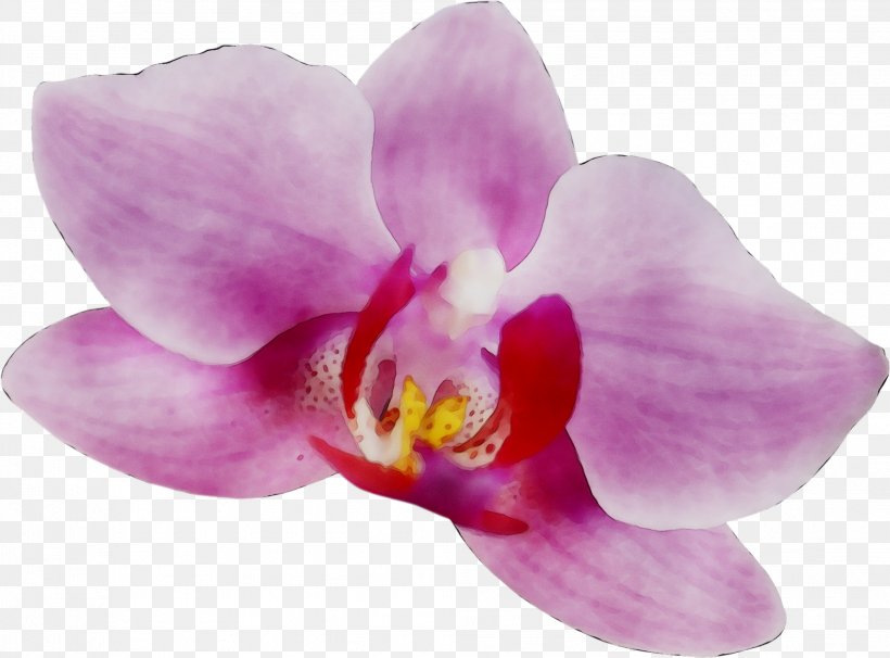 Moth Orchids Pink M RTV Pink, PNG, 1984x1468px, Moth Orchids, Cattleya, Christmas Orchid, Dendrobium, Flower Download Free