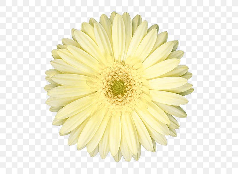 Common Daisy Oxeye Daisy Chrysanthemum Transvaal Daisy Marguerite Daisy, PNG, 600x600px, Common Daisy, Asterales, Chrysanthemum, Chrysanths, Cut Flowers Download Free