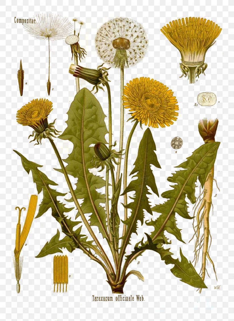 Common Dandelion Botany Botanical Illustration The Dandelion, PNG, 928x1276px, Common Dandelion, Botanical Illustration, Botany, Daisy, Daisy Family Download Free