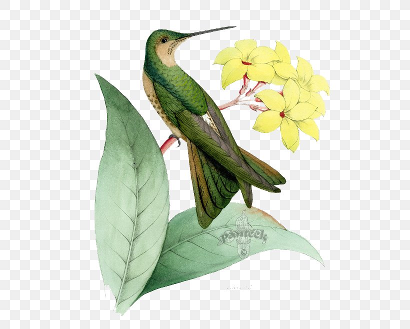 Hummingbird Euclidean Vector, PNG, 600x658px, Bird, Beak, Fauna, Flower, Hummingbird Download Free