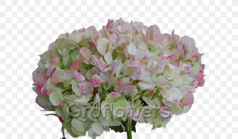 Oakleaf Hydrangea French Hydrangea Pink Green Rose, PNG, 640x480px, Oakleaf Hydrangea, Annual Plant, Artificial Flower, Color, Cornales Download Free