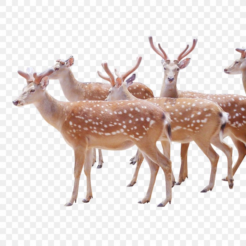 Red Deer Sika Deer Velvet Antler Venison, PNG, 1000x1000px, Deer, Animal Husbandry, Antler, Aquaculture, Fauna Download Free
