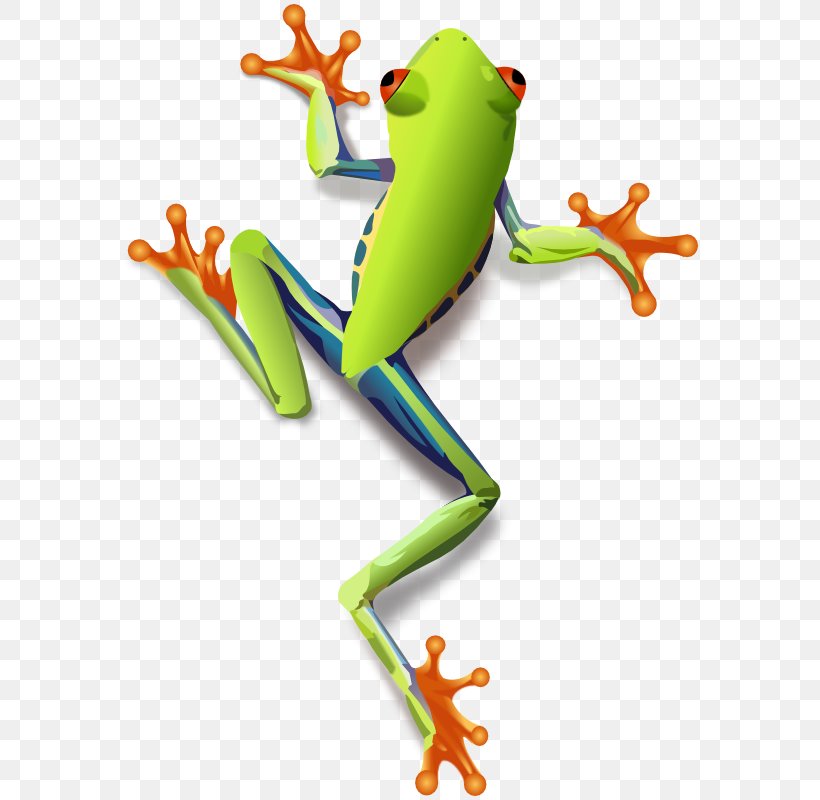 Red-eyed Tree Frog Japanese Tree Frog Clip Art, PNG, 584x800px, Frog, American Green Tree Frog, Amphibian, Animal, Animal Figure Download Free
