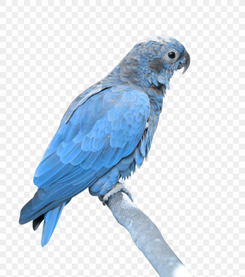 Bird Blue Parrot Beak Parakeet, PNG, 886x1000px, Bird, Beak, Blue, Budgie, Macaw Download Free