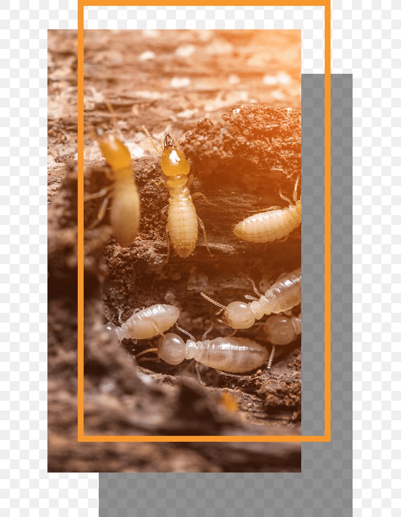 Eastern Subterranean Termite Pest Control Formosan Subterranean Termite, PNG, 768x1058px, Termite, Eastern Subterranean Termite, Exterminator, Fipronil, Formosan Subterranean Termite Download Free