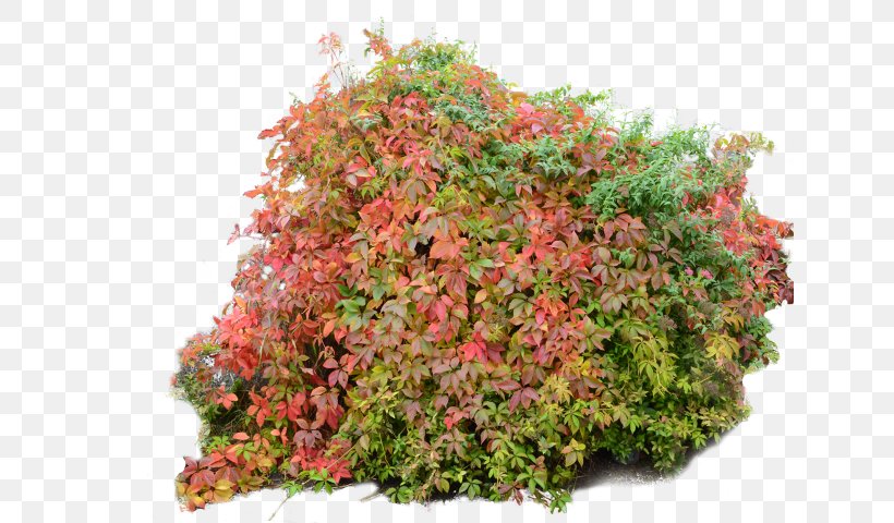 Shrubs & Trees Clip Art Autumn, PNG, 637x480px, Shrubs Trees, Autumn, Autumn Leaf Color, Drawing, Leaf Download Free