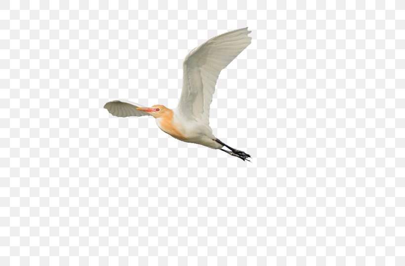 Beak Eastern Cattle Egret Bird, PNG, 662x540px, Beak, Bird, Cattle Egret, Cygnini, Ducks Geese And Swans Download Free