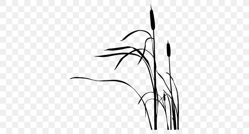 Cattail Drawing Silhouette, PNG, 707x440px, Cattail, Art, Black, Black And White, Branch Download Free