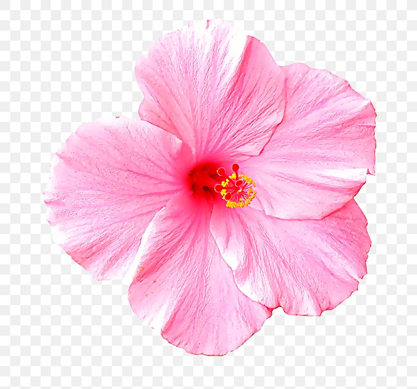 Petal Pink Flower Hibiscus Hawaiian Hibiscus, PNG, 800x765px, Petal, Chinese Hibiscus, Flower, Flowering Plant, Hawaiian Hibiscus Download Free