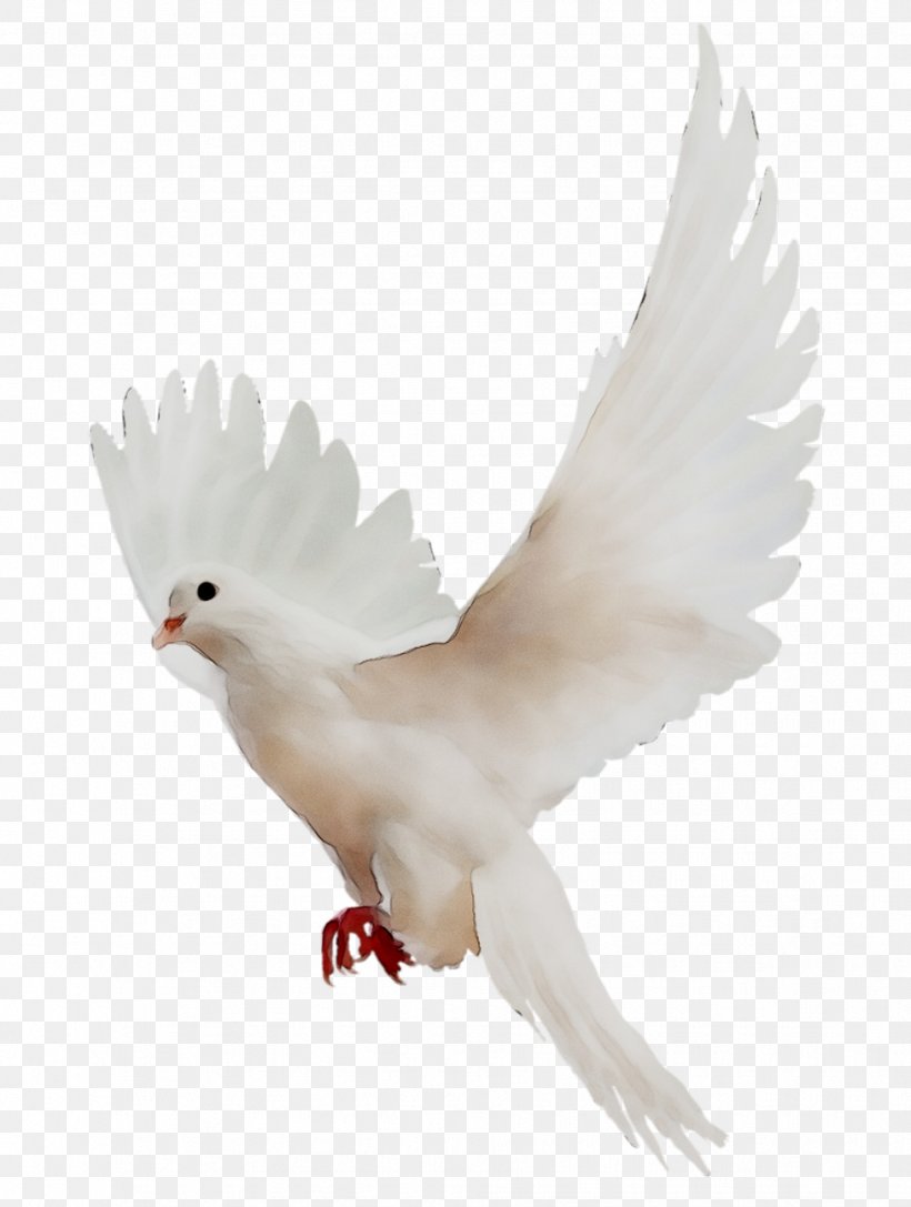 Pigeons And Doves Homing Pigeon English Carrier Pigeon Racing Homer Bird, PNG, 976x1294px, Pigeons And Doves, Beak, Bird, Chicken, Columbiformes Download Free