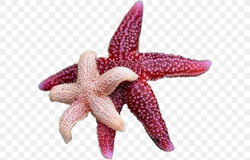 Starfish Echinoderm Sea Urchin Crinoid, PNG, 571x527px, Starfish, Crinoid, Echinoderm, Invertebrate, Marine Invertebrates Download Free