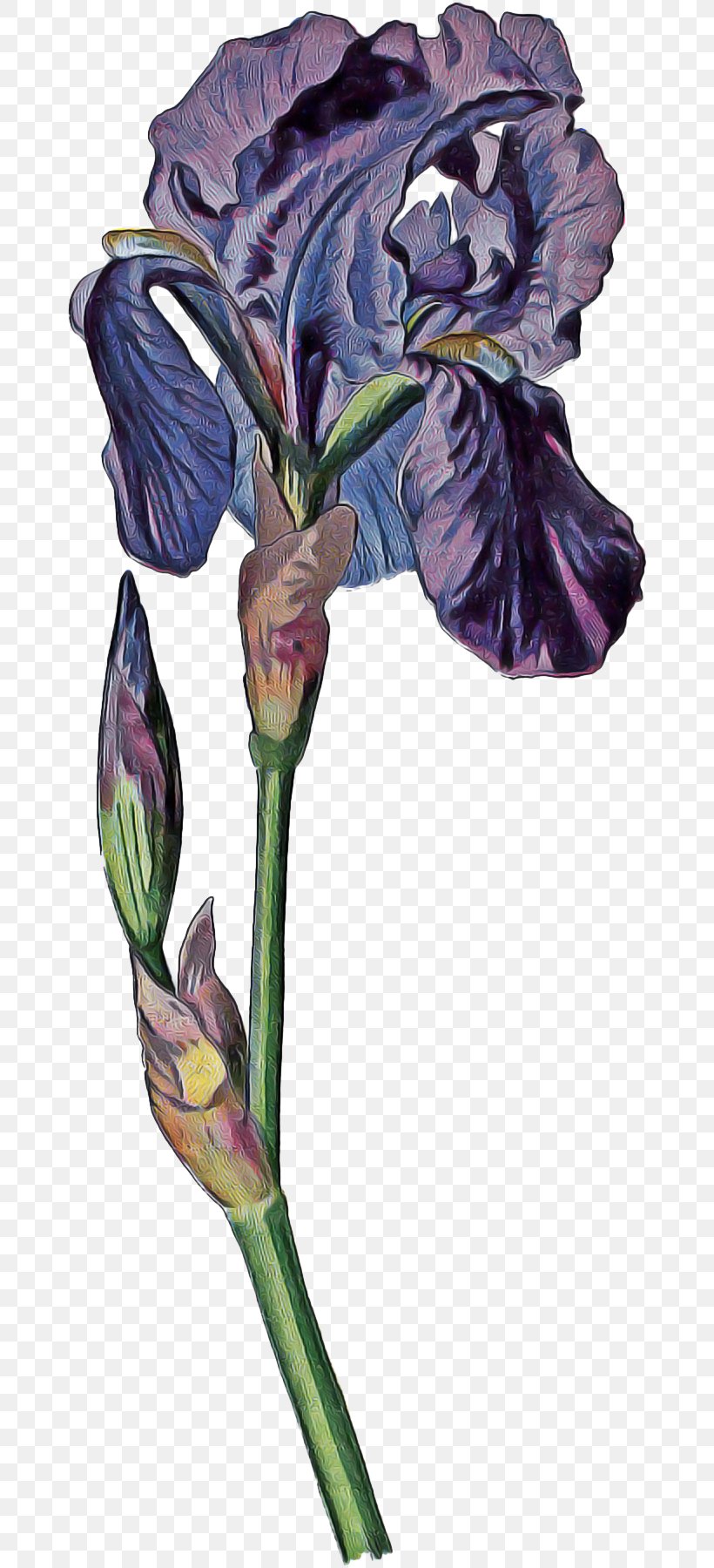 Flowers Background, PNG, 668x1800px, Irises, Art, Blume, Botany, Bud Download Free