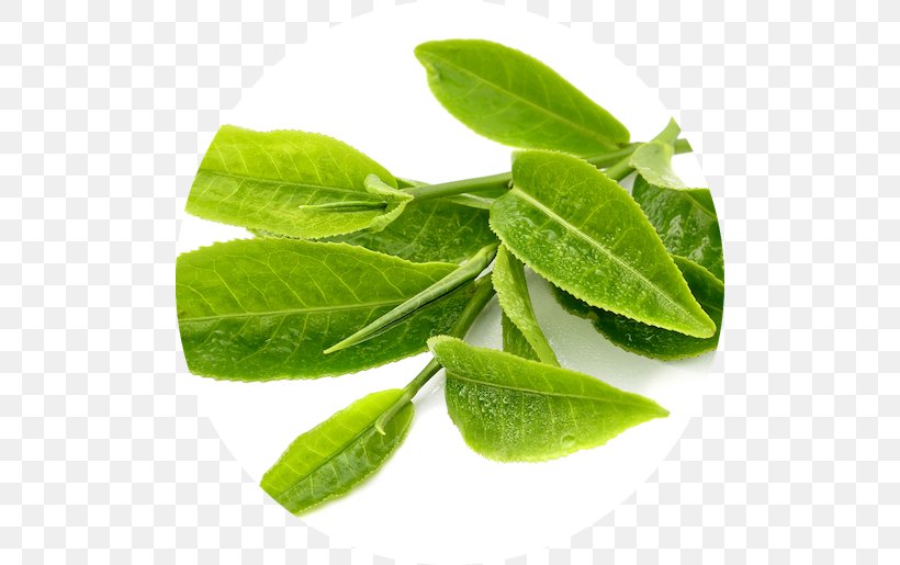 Green Tea Matcha Bubble Tea Tea Plant, PNG, 500x515px, Green Tea, Antioxidant, Basil, Black Tea, Bubble Tea Download Free