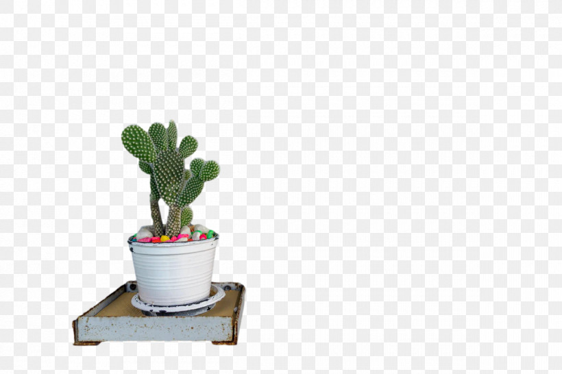 Houseplant Citroën Cactus M Flower Plants Seed Plants, PNG, 1200x800px, Houseplant, Biology, Flower, Plants, Science Download Free